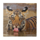 Buscar bengala azulejos Animal