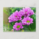 Buscar asistente postales Rosa