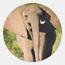 Buscar elefante africano postales Longitud completa