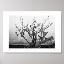 Buscar tiburón negro posters Fotografía