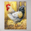 Buscar el gallo posters Granero