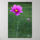 Buscar aster posters Flor