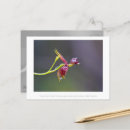 Buscar orquídeas fotografía Elegante