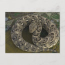 Buscar morocco postales Medina