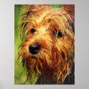 Buscar rizos posters Perro