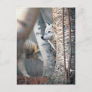 Buscar wolfe postales Al aire libre