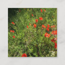Buscar amapola roja tarjetas de visita Naturaleza