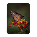 Buscar mariposa tropical imanes Vida silvestre