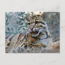 Buscar 4x6 postales Amor