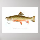 Buscar trucha de arroyo posters Pescados
