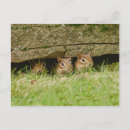 Buscar tres amigos postales Animales