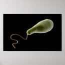 Buscar organismo posters Ciencia