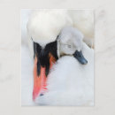 Buscar cisne lindo postales Animal joven