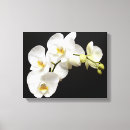 Buscar orquídeas blancas lienzos Blanco