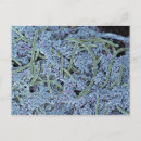 Buscar boca humana postales Horizontal