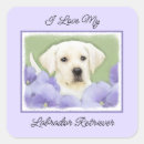 Buscar labrador pegatinas Laboratorio