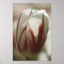 Buscar tulipán rojo y blanco posters Verde