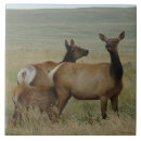 Buscar cría azulejos Para todos