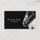 Buscar warmblood Foto