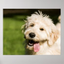 Buscar perro lindo posters Jadeo