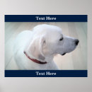 Buscar noble posters General y unisex
