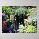 Buscar caniche posters Caniche en miniatura