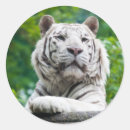 Buscar tigre blanco pegatinas Vida silvestre