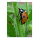 Buscar ladybugs fotografía Ladímir