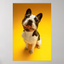 Buscar french bulldog posters Pet
