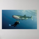 Buscar buceo posters Subacuático