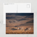 Buscar renos postales Noruega