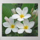 Buscar claro de luna posters Flores