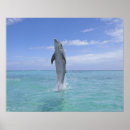 Buscar común posters Horizontal