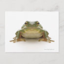 Buscar rana verde postales Animales