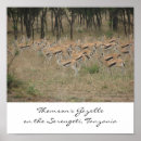 Buscar tanzania posters Serengeti