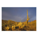 Buscar tucson fotografía Parque nacional