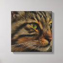 Buscar gato de tabby lienzos 9 º gata