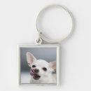 Buscar chihuahua llaveros Naturaleza
