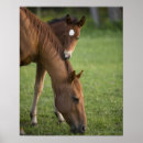 Buscar caballos marrones posters Campo