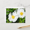 Buscar rosas blancos postales Naturaleza
