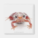 Buscar dardos imanes Peligro