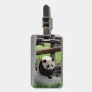 Buscar panda fotografía Naturaleza