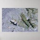 Buscar camarones posters Pescado