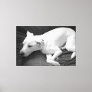 Buscar perro negro lienzos Amante del perro