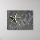 Buscar estrella de mar arte Para ella