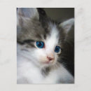 Buscar pies postales General y unisex