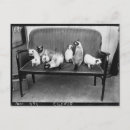 Buscar gato negro postales Antigüedades