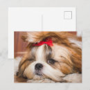 Buscar rip postales Para mascotas