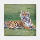 Buscar tiger imanes Vida silvestre