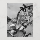 Buscar exóticas postales Retro